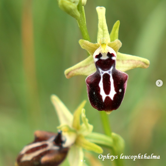 Orchidee dell''Epiro e del Peloponneso